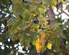 Sapindus trifoliatus
