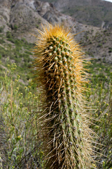 Cleistocactus tominensis