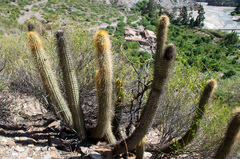 Cleistocactus tominensis