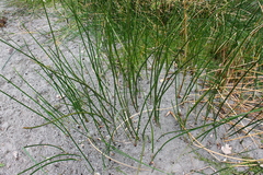 Cyperus articulatus