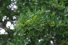 Zanthoxylum capense