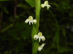 Habenaria brachyphylla