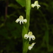 Habenaria brachyphylla - Photo (c) S.MORE, some rights reserved (CC BY-NC), uploaded by S.MORE