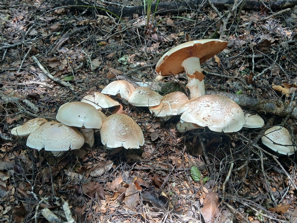 Austrocortinarius australiensis · February 2026 · photo: © claire_grace83 (iNaturalist, cc-by)