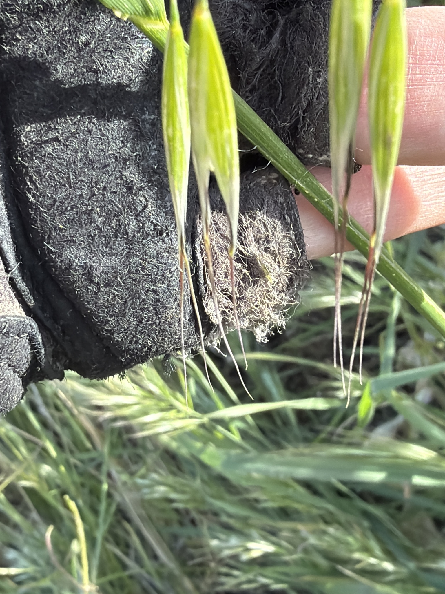 Slender Wild Oat (Avena barbata)