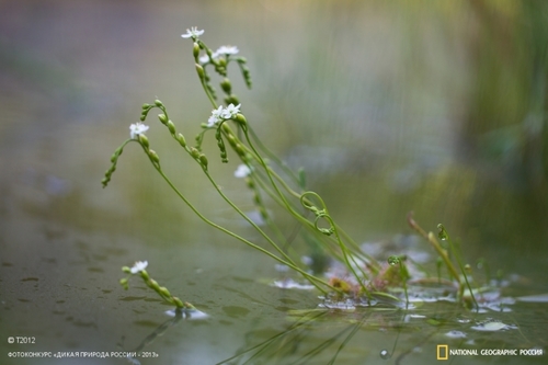 Drosera anglica iNat (2)