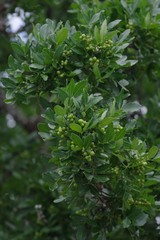Zanthoxylum capense