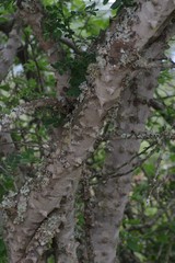 Zanthoxylum capense