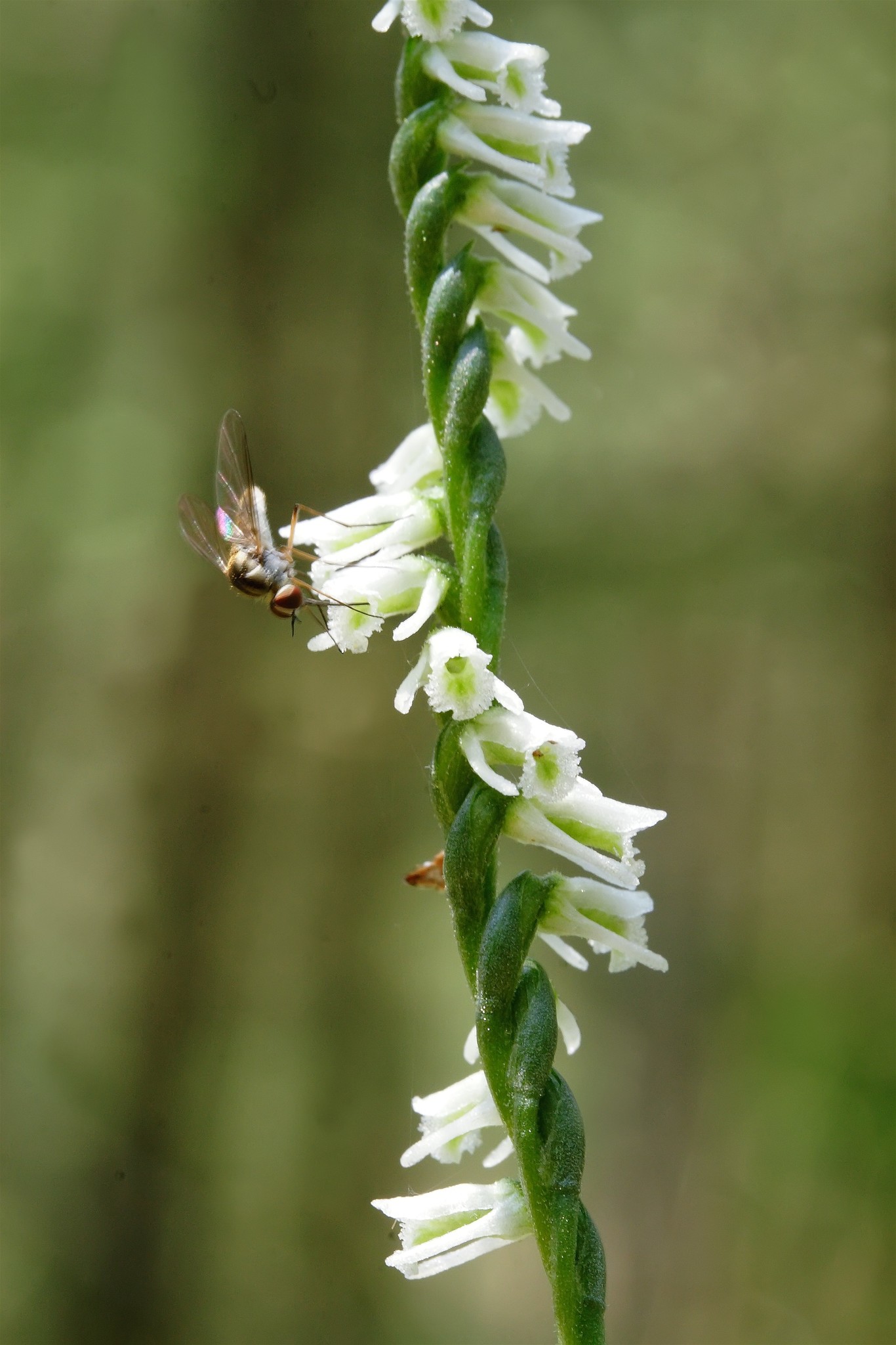 Spiranthes lacera