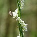 Spiranthes lacera - Photo (c) NC Orchid,  זכויות יוצרים חלקיות (CC BY-NC)
