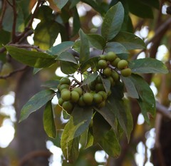 Sapindus trifoliatus