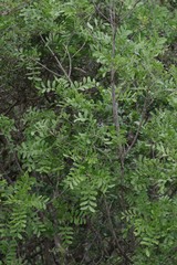 Ptaeroxylon obliquum