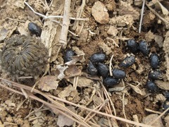 Hydropotes inermis argyropus