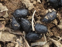 Hydropotes inermis argyropus