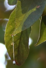 Sapindus trifoliatus