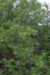 Ptaeroxylon obliquum