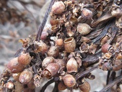 Cuscuta japonica