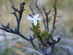 Veronica pauciramosa