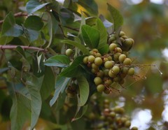 Sapindus trifoliatus
