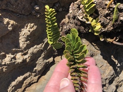 Polypodium pellucidum