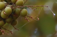 Sapindus trifoliatus