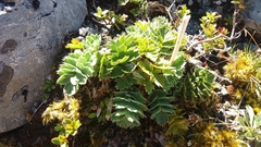 Anisotome pilifera