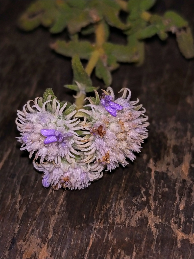 Hyptis dilatata
