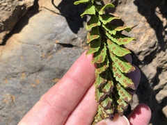 Polypodium pellucidum