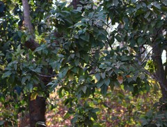 Sapindus trifoliatus