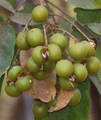 Sapindus trifoliatus