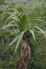 Aloe pluridens