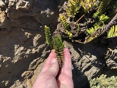 Polypodium pellucidum