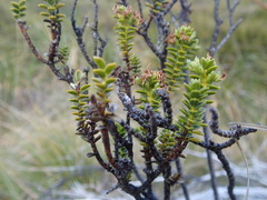 Veronica pauciramosa