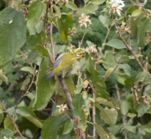 Ethiopian White-eye (Zosterops poliogastrus), photo 5