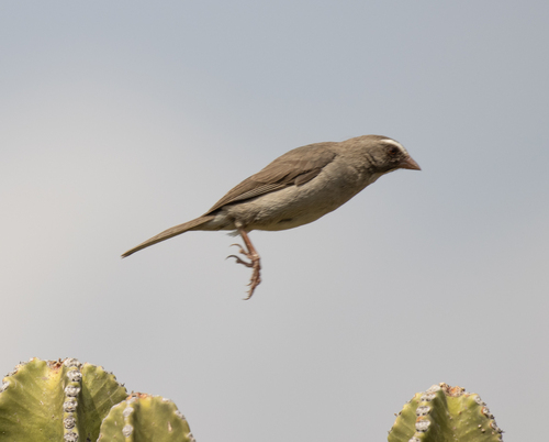 Brown-rumped Seedeater (Crithagra tristriata), photo 5