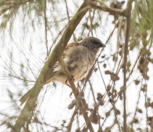 Swainson's Sparrow (Passer swainsonii), photo 6