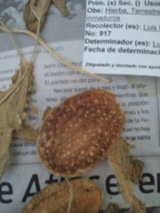 Cucumis anguria