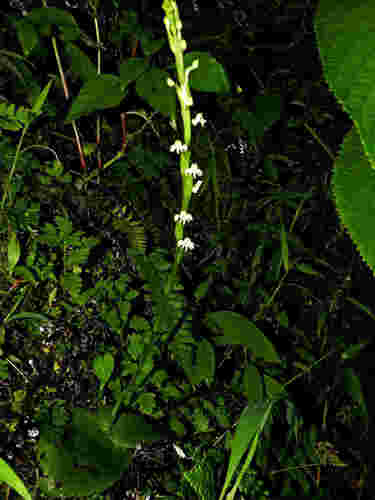 Image of Habenaria brachyphylla by no rights reserved