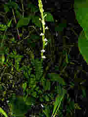 Habenaria brachyphylla