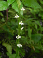 Habenaria brachyphylla