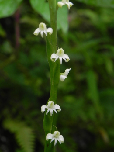 Image of Habenaria brachyphylla by no rights reserved