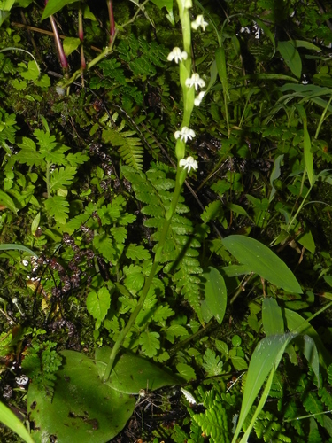 Image of Habenaria brachyphylla by no rights reserved