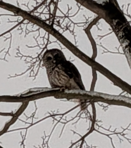 Barred Owl