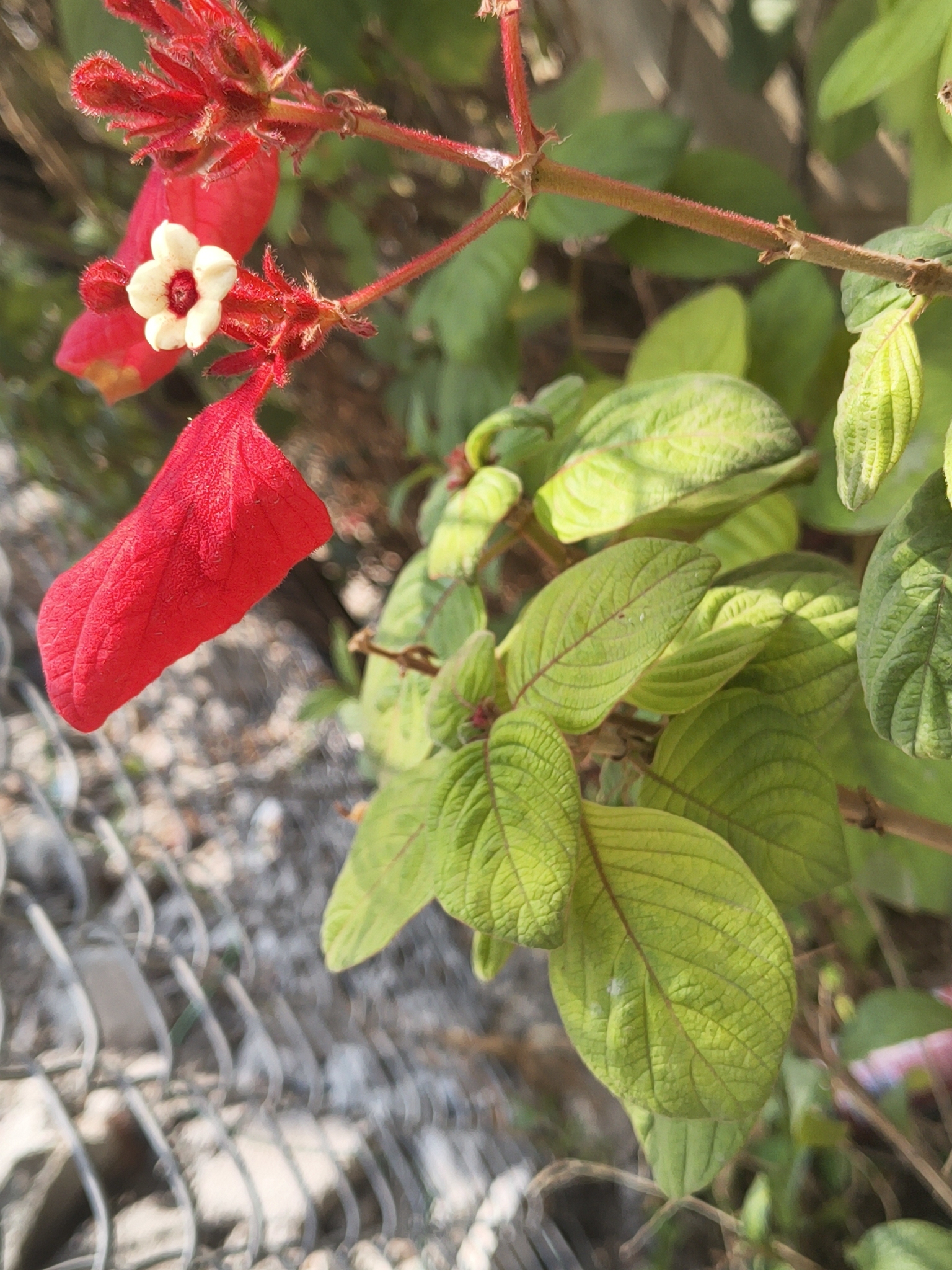 Mussaenda Erythrophylla (Mussaenda erythrophylla)