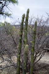 Cleistocactus tominensis