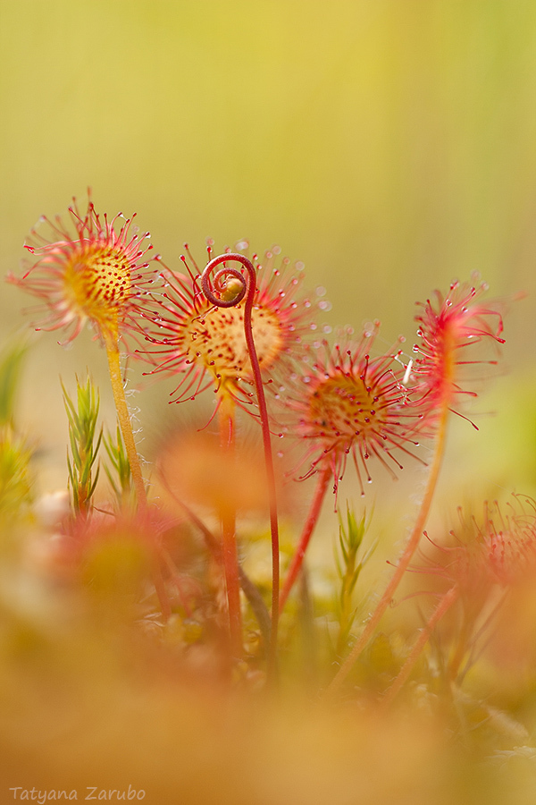Drosera — Drosera spp.