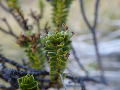 Veronica pauciramosa