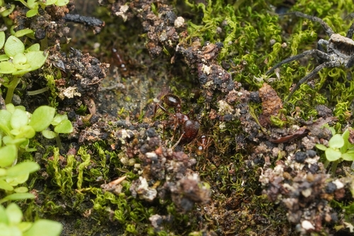 Pheidole fervens observed 2025-06-29