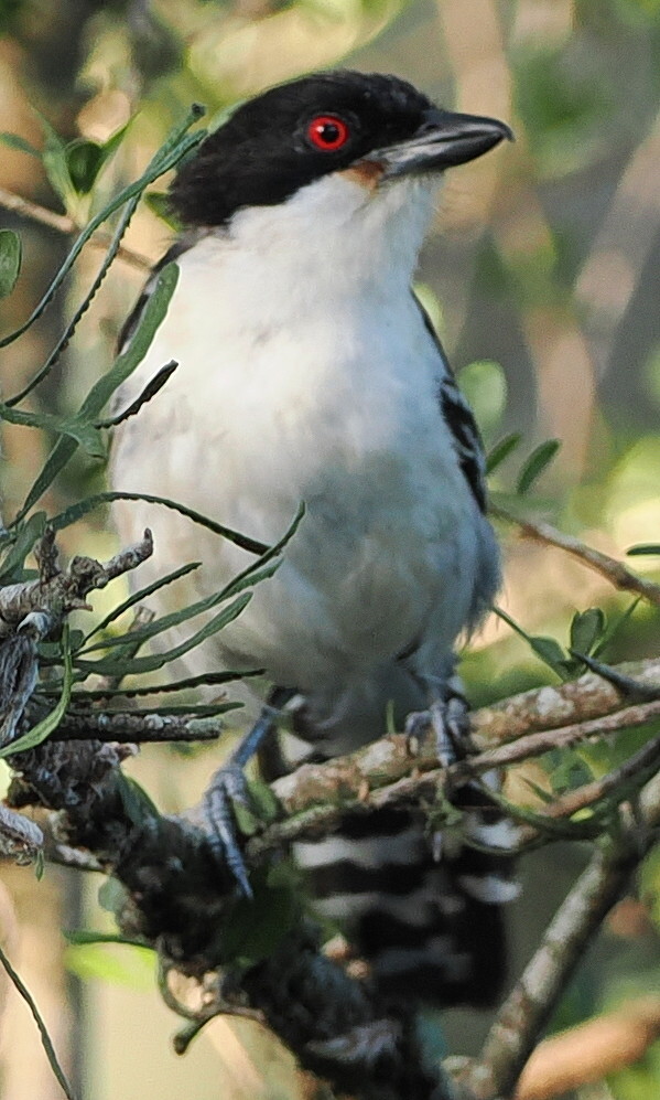 Great Antshrike (Taraba major), photo 7
