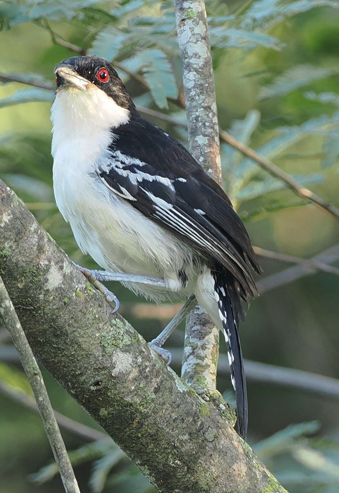 Great Antshrike (Taraba major), photo 8